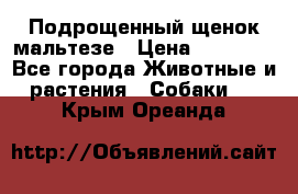 Подрощенный щенок мальтезе › Цена ­ 15 000 - Все города Животные и растения » Собаки   . Крым,Ореанда